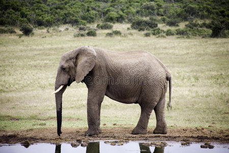 南非大象的生活方式