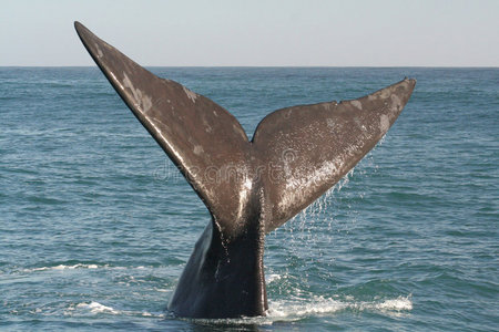 鲸素材南露脊鲸尾摄影图