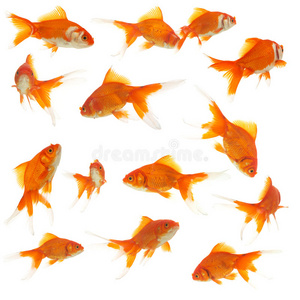 很多金鱼摄影图