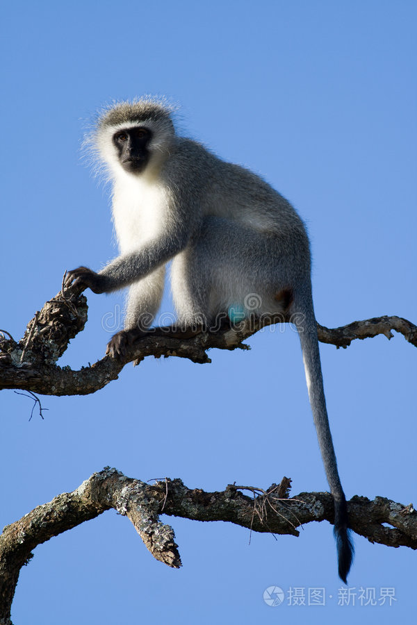 一只长尾猴正准备发出警报