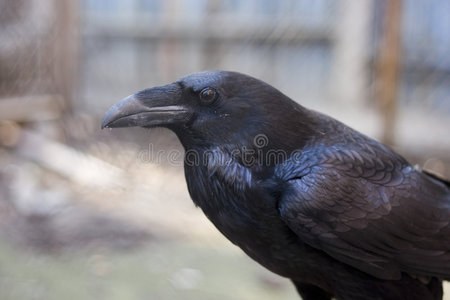 黑乌鸦图片