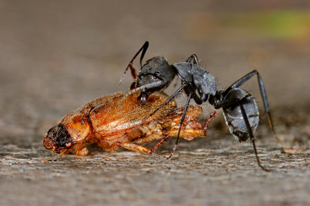 蚂蚁和甲虫