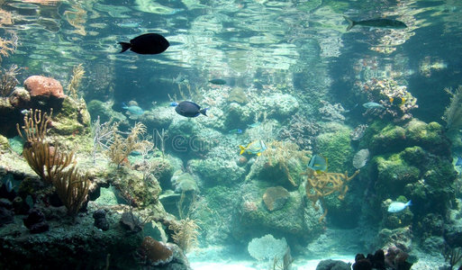 漂亮的 生态系统 加勒比 盐水 生物学 神仙鱼 生活 暗礁