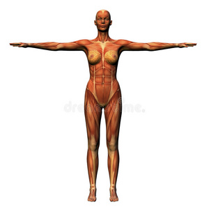 女性解剖学肌肉