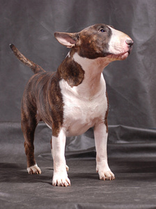 大鼻子公牛梗图片