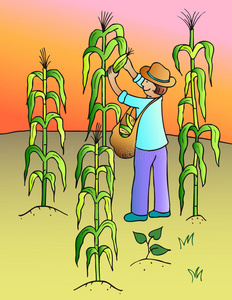 秋稻田收成很好.农业.收获时间.农场, 稻田.成熟的收获.