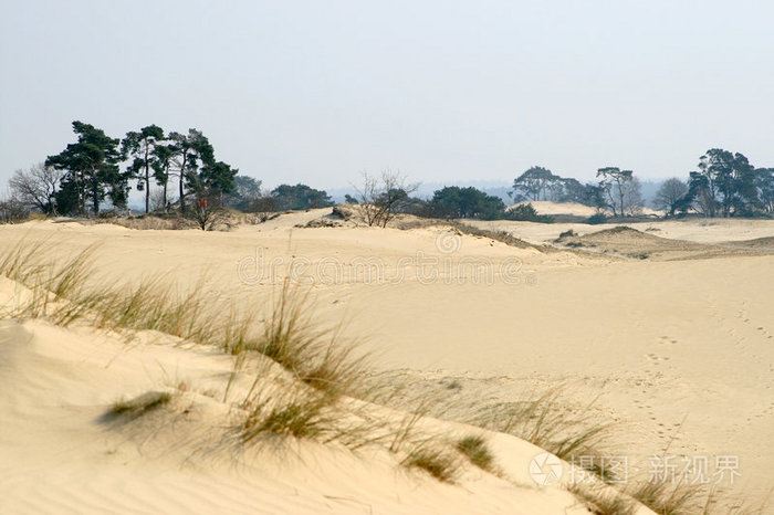 流沙树木和草地