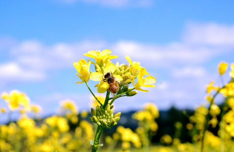 蜜蜂和芥末花