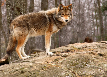 站在岩石上的郊狼