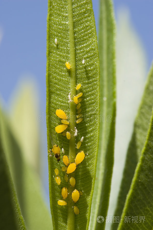 夹竹桃叶上的蚜虫