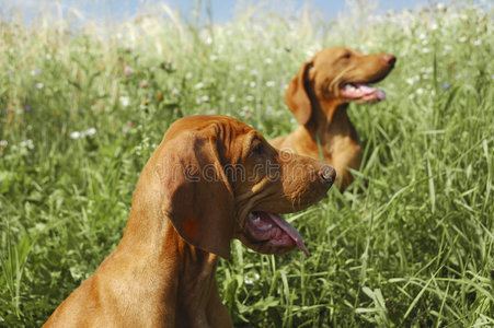 两条维兹拉犬在户外