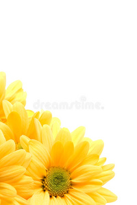 黄雏菊角图片