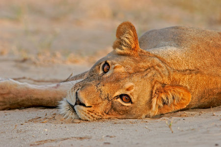 休息的母狮