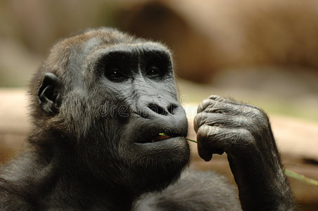 类人猿吃草