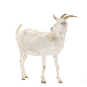 山羊山羊侧面视图图片女人的微笑与牙科大括号白色白山羊与水桶装满了