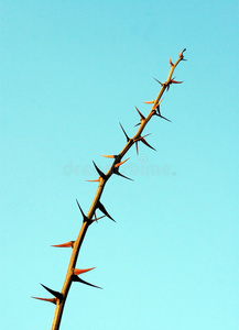 带刺的树枝照片