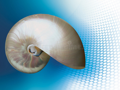 海蓝鹦鹉螺