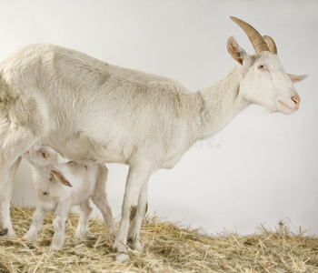 山羊和她的孩子