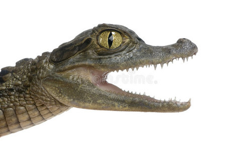 戴眼镜的年轻凯门鳄照片