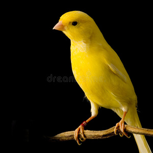 栖息的黄色金丝雀