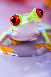 红青蛙