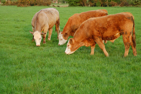 牛的地平线图片