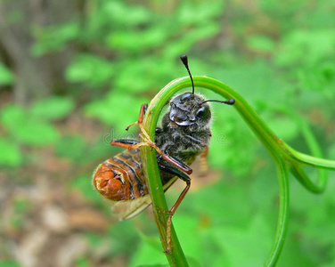 昆虫锯蝇cimbicidae