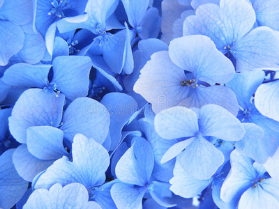 盛开的蓝绣球花