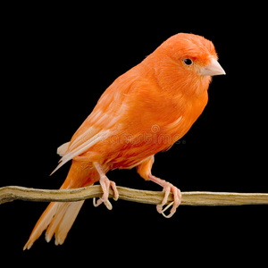 栖息的红金丝雀照片