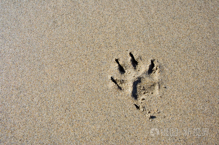 载体爪印金属漆猫的踪迹狗爪无缝图案装饰脚印宠物足迹动物足迹动物