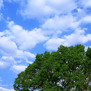 蓝天树蓝天绿树照片