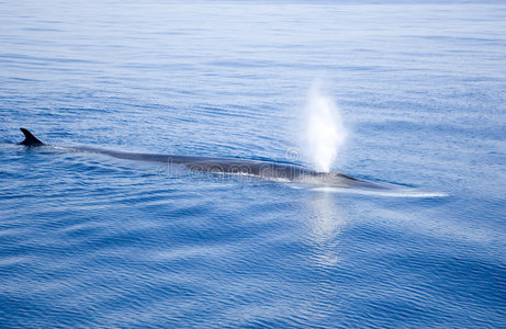 鲸鱼在吹!照片