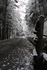 雪地里的路