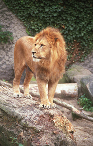 狮子王四世