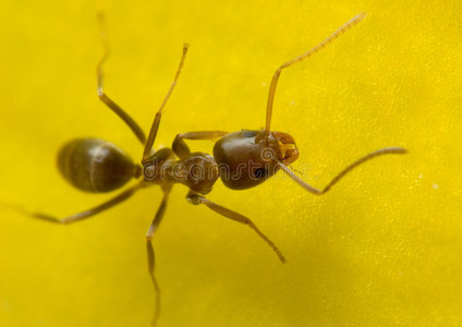 黄花上的蚂蚁