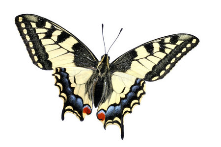 蝴蝶的触角图片