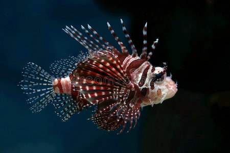 暗礁 野生动物 珊瑚 坦克 颜色 眼睛 动物 潜水 规模