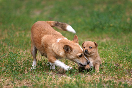 波尔图加波登哥幼犬图片