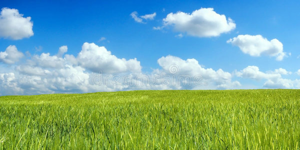 蓝天上的麦田照片