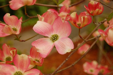 粉红山茱萸