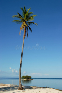 热带海滩上的棕榈树