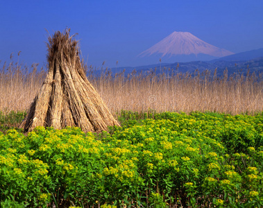 富士山