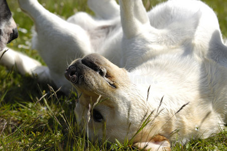 草地上的快乐狗