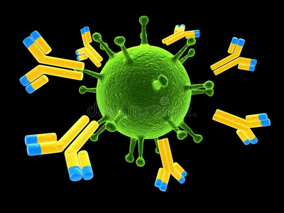 攻击病毒的抗体