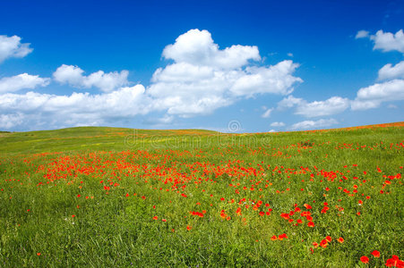 夏季景观