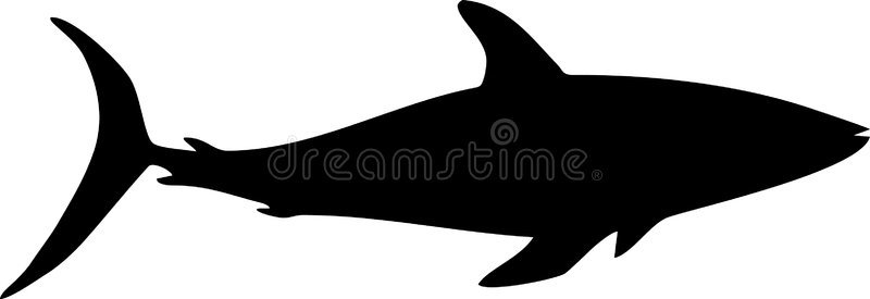 鲨鱼插图