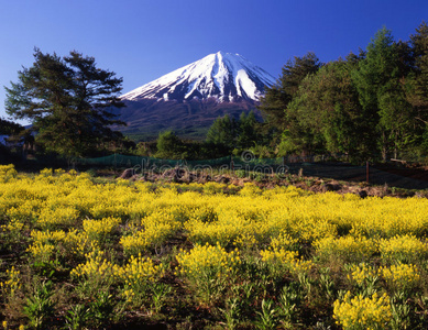 黄花田