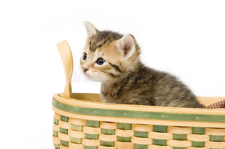 篮子里的条纹小猫