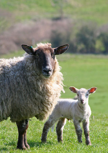 羊肉母羊