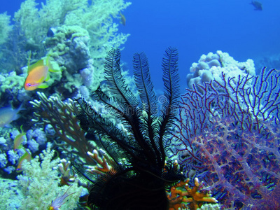 海百合珊瑚